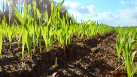 Leah Penniman: Honoring the Past to Pave the Way for the Future of Food Justice